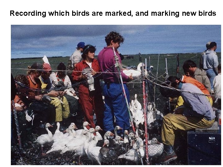 Recording which birds are marked, and marking new birds 