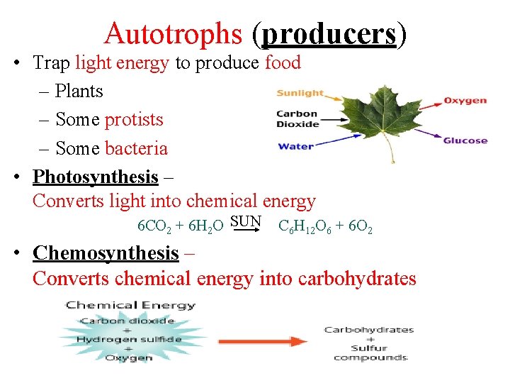 Autotrophs (producers) • Trap light energy to produce food – Plants – Some protists