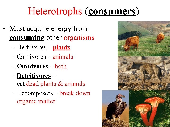 Heterotrophs (consumers) • Must acquire energy from consuming other organisms – Herbivores – plants