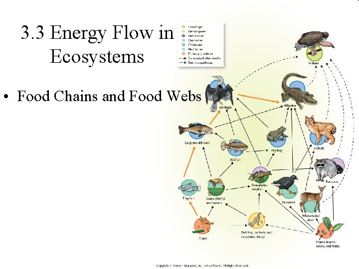 3. 3 Energy Flow in Ecosystems • Food Chains and Food Webs 