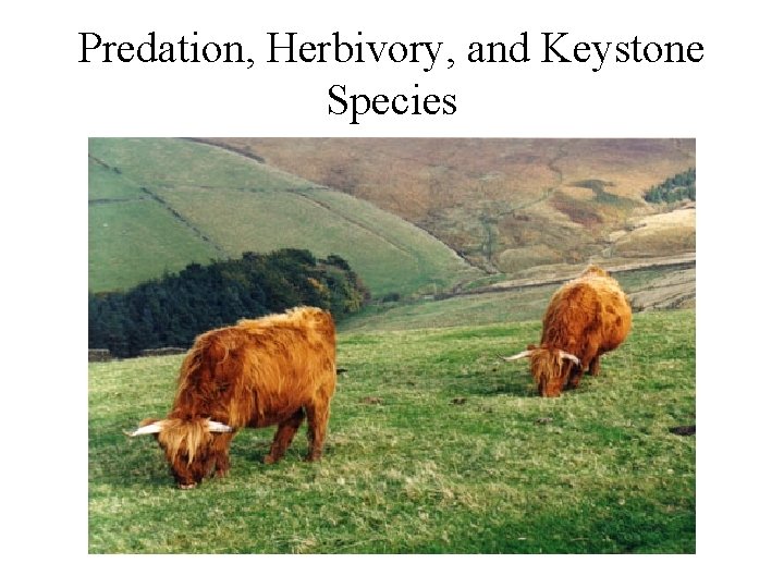 Predation, Herbivory, and Keystone Species 