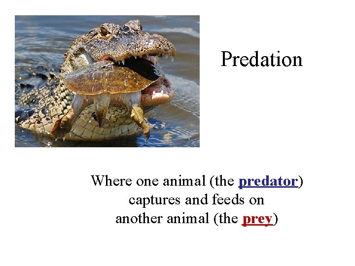 Predation Where one animal (the predator) captures and feeds on another animal (the prey)