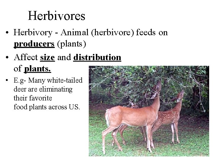 Herbivores • Herbivory - Animal (herbivore) feeds on producers (plants) • Affect size and