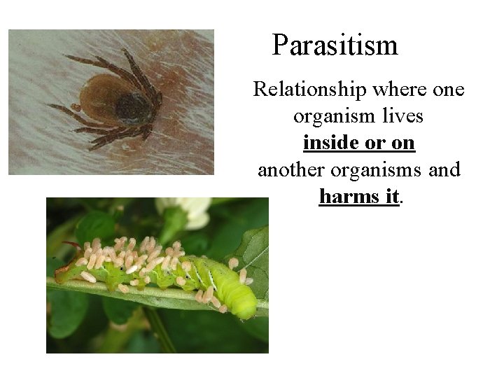 Parasitism Relationship where one organism lives inside or on another organisms and harms it.