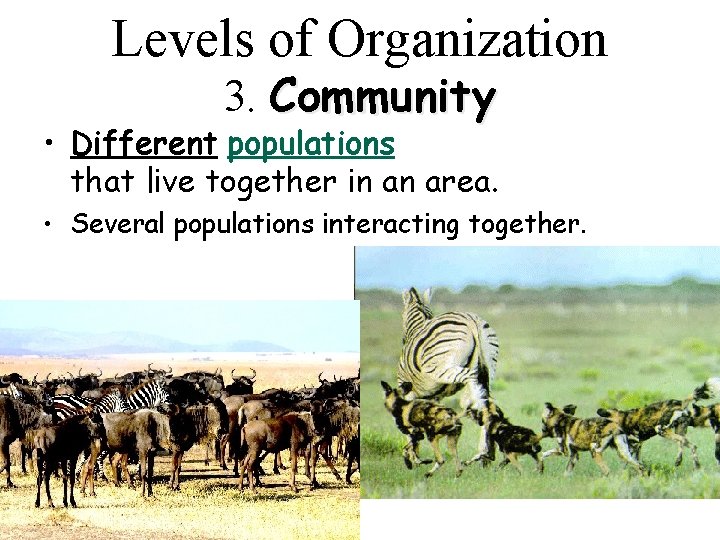 Levels of Organization 3. Community • Different populations that live together in an area.