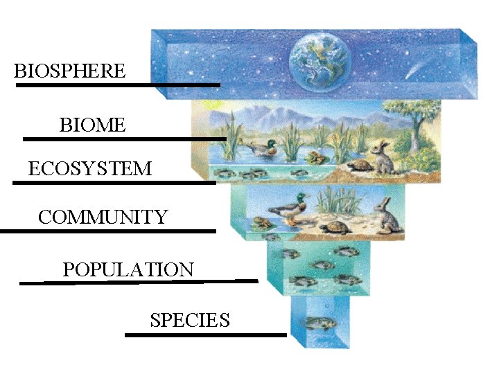 BIOSPHERE BIOME ECOSYSTEM COMMUNITY POPULATION SPECIES 