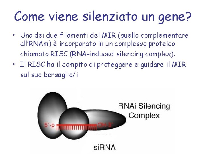 Come viene silenziato un gene? • Uno dei due filamenti del MIR (quello complementare