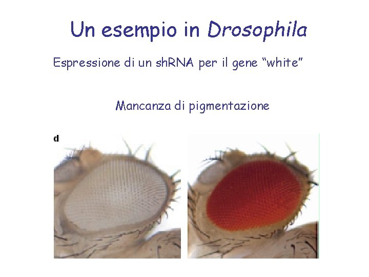Un esempio in Drosophila Espressione di un sh. RNA per il gene “white” Mancanza