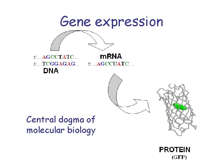 Gene expression Central dogma of molecular biology 
