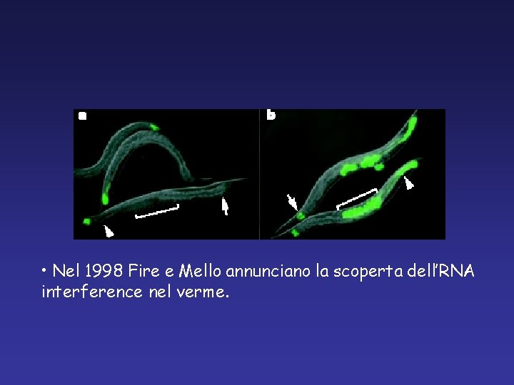  • Nel 1998 Fire e Mello annunciano la scoperta dell’RNA interference nel verme.