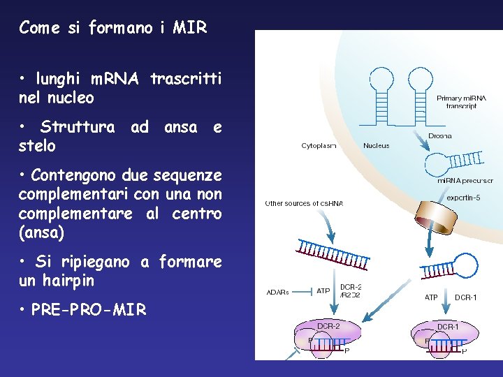 Come si formano i MIR • lunghi m. RNA trascritti nel nucleo • Struttura