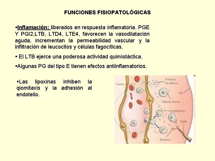 FUNCIONES FISIOPATOLÓGICAS §Inflamación: liberados en respuesta inflamatoria. PGE Y PGI 2, LTB, LTD 4,