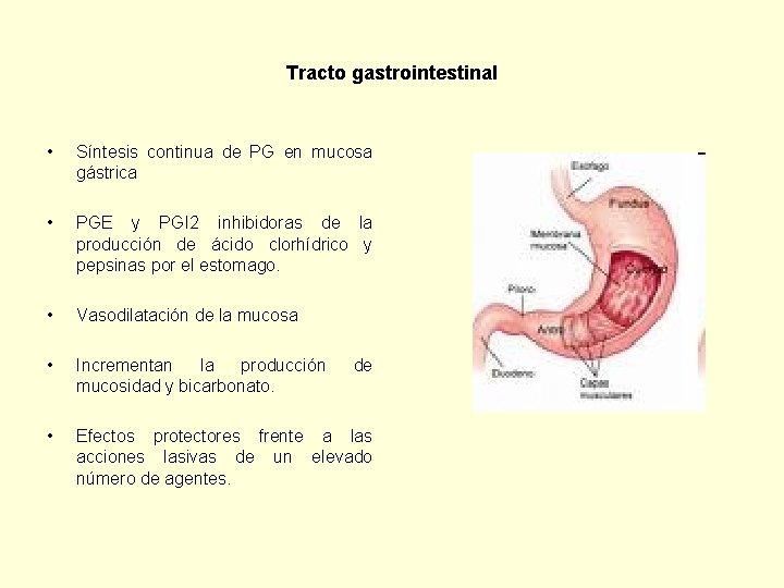 Tracto gastrointestinal • Síntesis continua de PG en mucosa gástrica • PGE y PGI