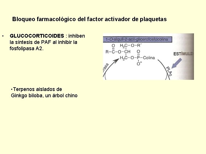 Bloqueo farmacológico del factor activador de plaquetas • GLUCOCORTICOIDES : inhiben la síntesis de