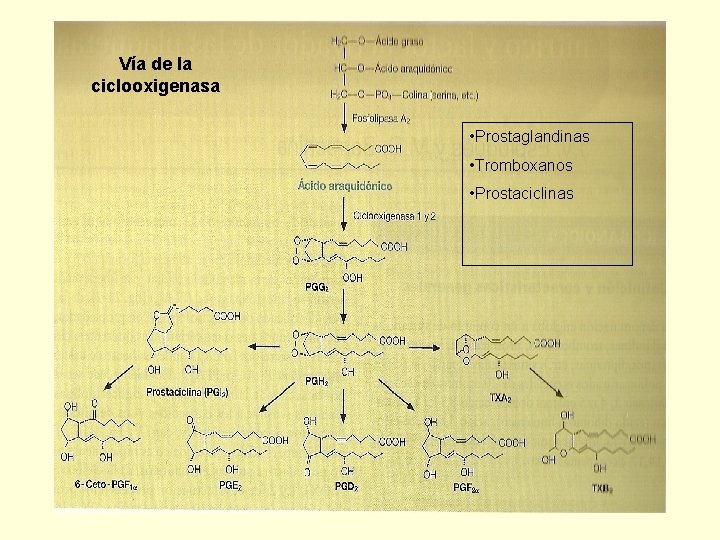 Vía de la ciclooxigenasa • Prostaglandinas • Tromboxanos • Prostaciclinas 