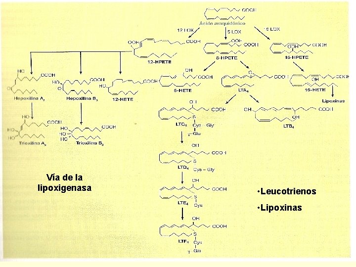 Vía de la lipoxigenasa • Leucotrienos • Lipoxinas 