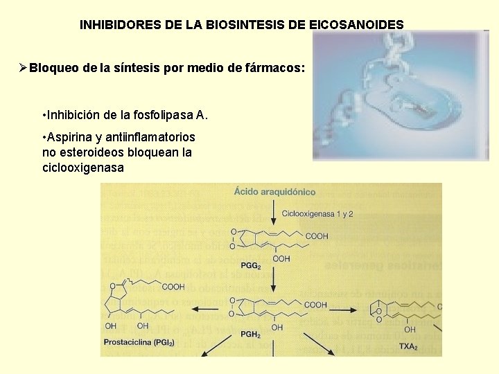 INHIBIDORES DE LA BIOSINTESIS DE EICOSANOIDES ØBloqueo de la síntesis por medio de fármacos: