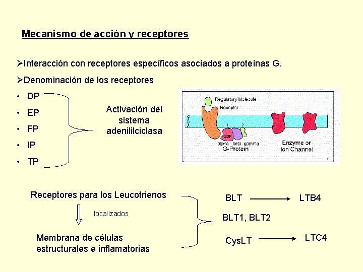 Mecanismo de acción y receptores ØInteracción con receptores específicos asociados a proteínas G. ØDenominación
