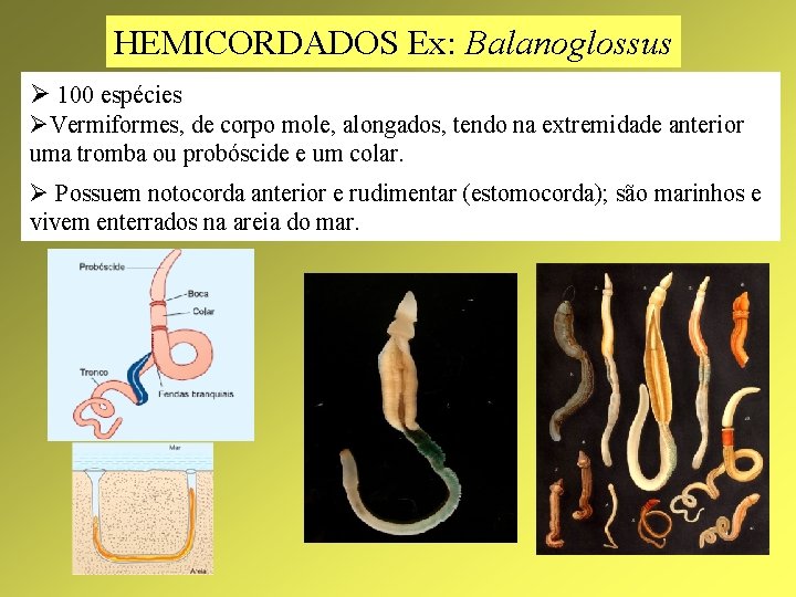 HEMICORDADOS Ex: Balanoglossus Ø 100 espécies ØVermiformes, de corpo mole, alongados, tendo na extremidade