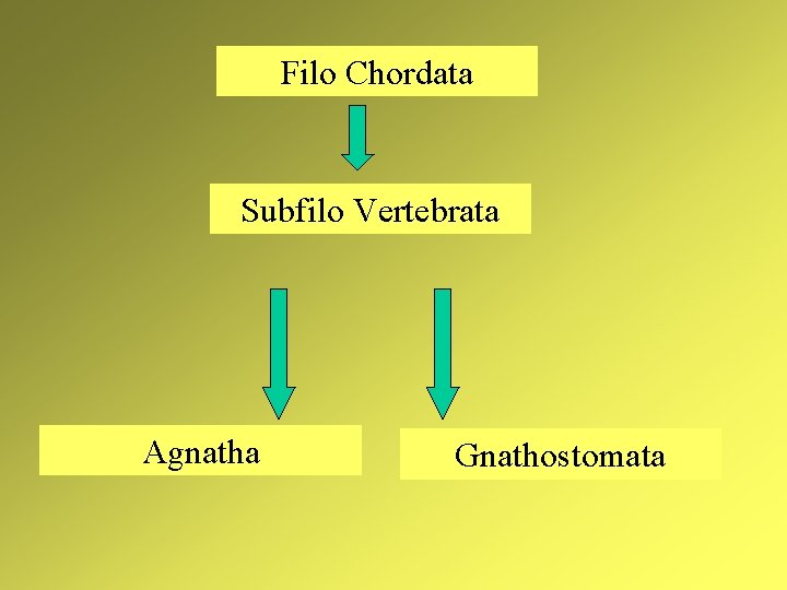 Filo Chordata Subfilo Vertebrata Agnatha Gnathostomata 