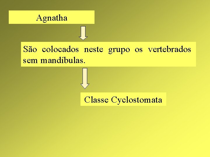 Agnatha São colocados neste grupo os vertebrados sem mandíbulas. Classe Cyclostomata 