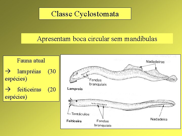 Classe Cyclostomata Apresentam boca circular sem mandíbulas Fauna atual lampréias espécies) (30 feiticeiras espécies)