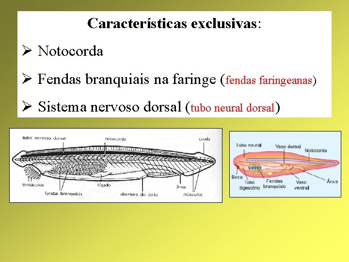 Características exclusivas: Ø Notocorda Ø Fendas branquiais na faringe (fendas faringeanas) Ø Sistema nervoso