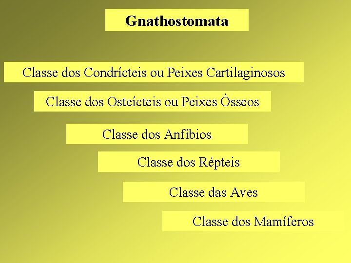 Gnathostomata Classe dos Condrícteis ou Peixes Cartilaginosos Classe dos Osteícteis ou Peixes Ósseos Classe