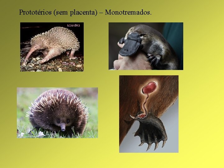 Prototérios (sem placenta) – Monotremados. 