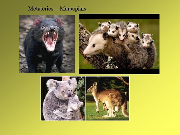 Metatérios – Marsupiais. 