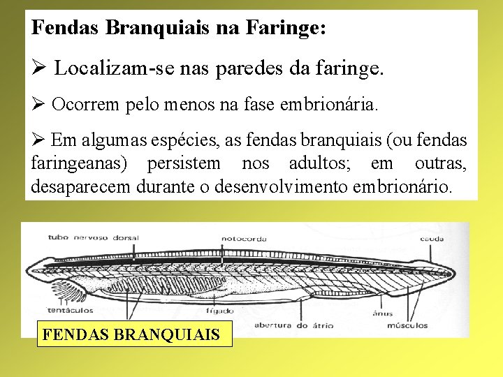 Fendas Branquiais na Faringe: Ø Localizam-se nas paredes da faringe. Ø Ocorrem pelo menos