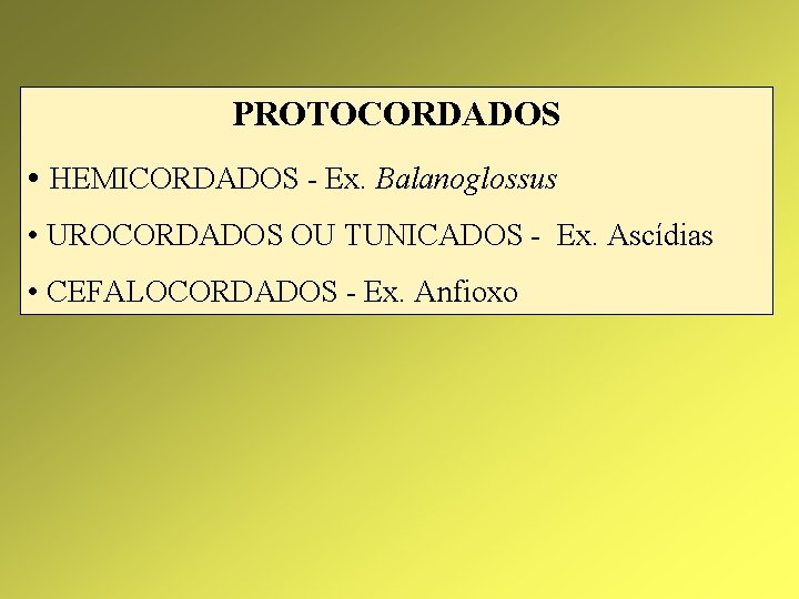 PROTOCORDADOS • HEMICORDADOS - Ex. Balanoglossus • UROCORDADOS OU TUNICADOS - Ex. Ascídias •
