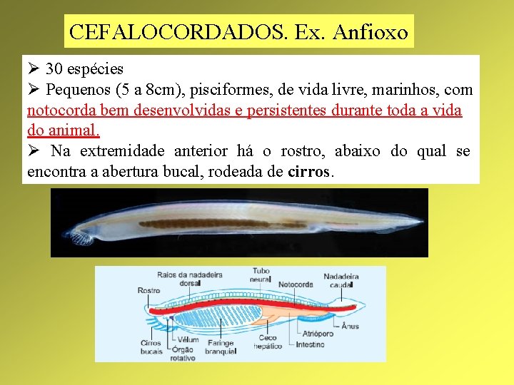 CEFALOCORDADOS. Ex. Anfioxo Ø 30 espécies Ø Pequenos (5 a 8 cm), pisciformes, de