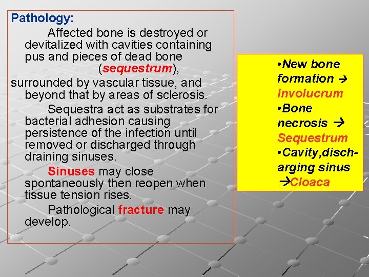 Pathology: Affected bone is destroyed or devitalized with cavities containing pus and pieces of