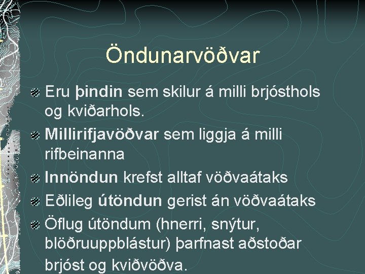 Öndunarvöðvar Eru þindin sem skilur á milli brjósthols og kviðarhols. Millirifjavöðvar sem liggja á