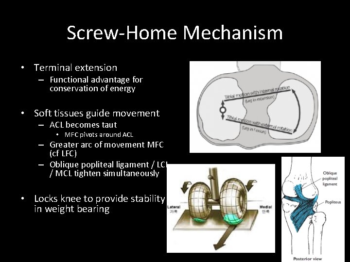Screw-Home Mechanism • Terminal extension – Functional advantage for conservation of energy • Soft
