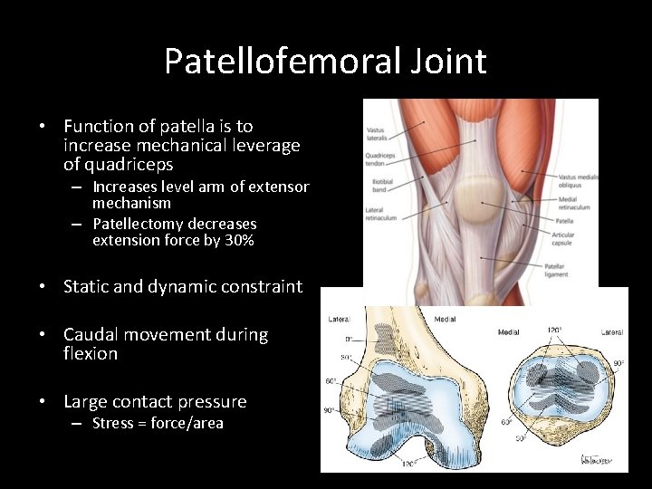 Patellofemoral Joint • Function of patella is to increase mechanical leverage of quadriceps –