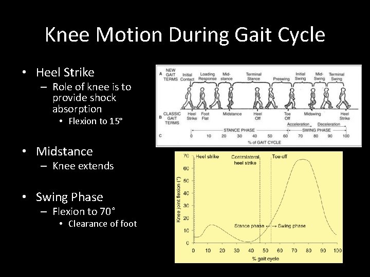 Knee Motion During Gait Cycle • Heel Strike – Role of knee is to