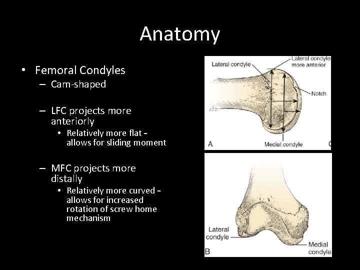 Anatomy • Femoral Condyles – Cam-shaped – LFC projects more anteriorly • Relatively more