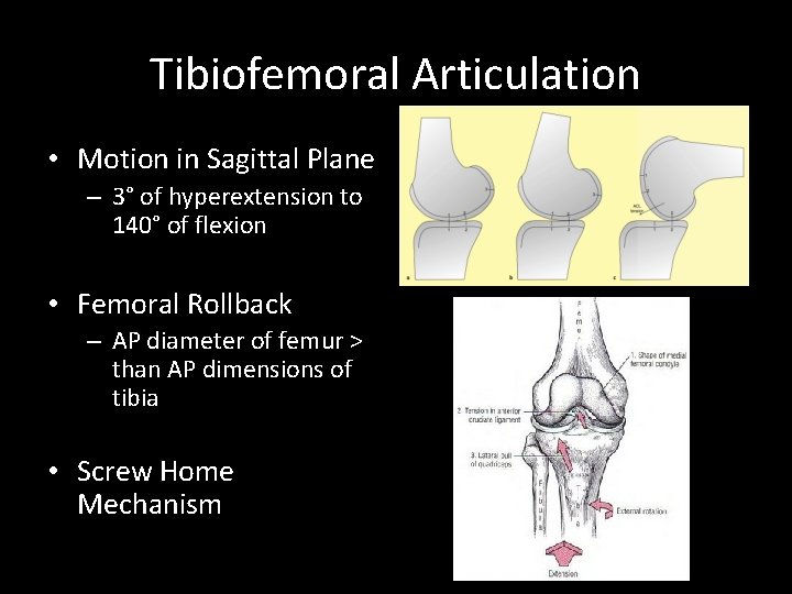 Tibiofemoral Articulation • Motion in Sagittal Plane – 3° of hyperextension to 140° of