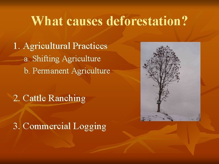 Deforestation and Climate Change Phillip Larson Ben Mancheski
