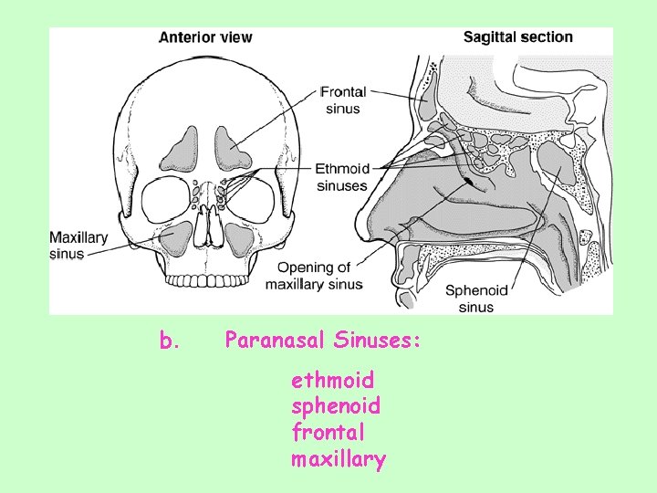b. Paranasal Sinuses: ethmoid sphenoid frontal maxillary 