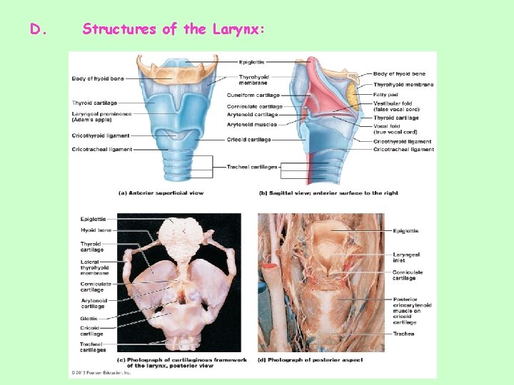 D. Structures of the Larynx: 