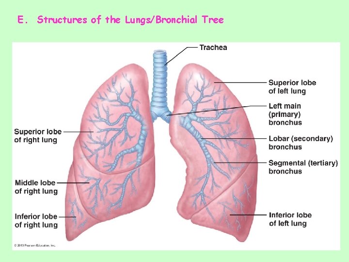 E. Structures of the Lungs/Bronchial Tree 