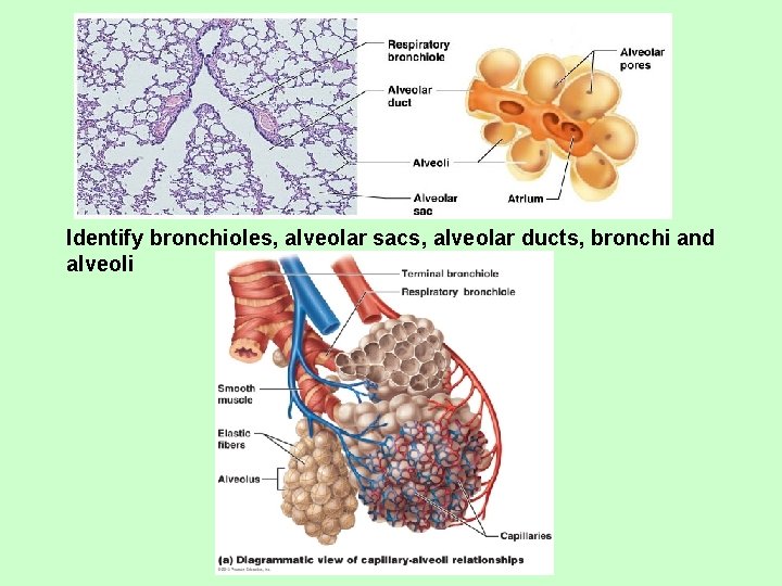 Identify bronchioles, alveolar sacs, alveolar ducts, bronchi and alveoli 