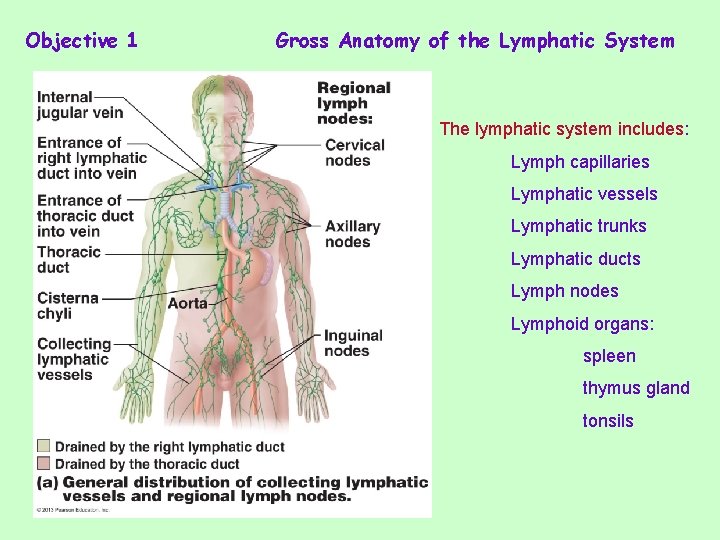 Objective 1 Gross Anatomy of the Lymphatic System The lymphatic system includes: Lymph capillaries