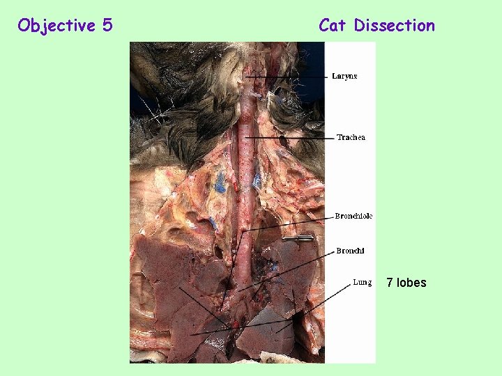 Objective 5 Cat Dissection 7 lobes 