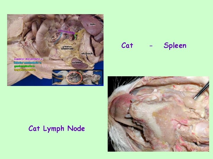 Cat Lymph Node - Spleen 