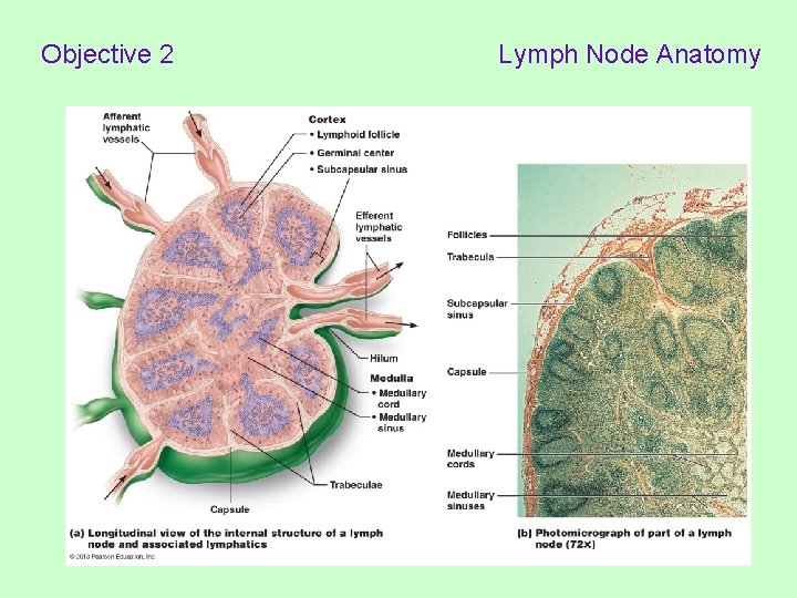 Objective 2 Lymph Node Anatomy 