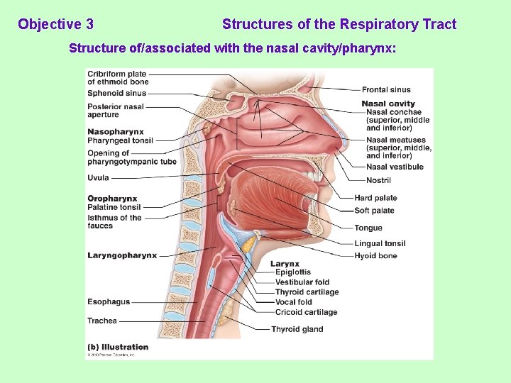 Objective 3 Structures of the Respiratory Tract Structure of/associated with the nasal cavity/pharynx: 